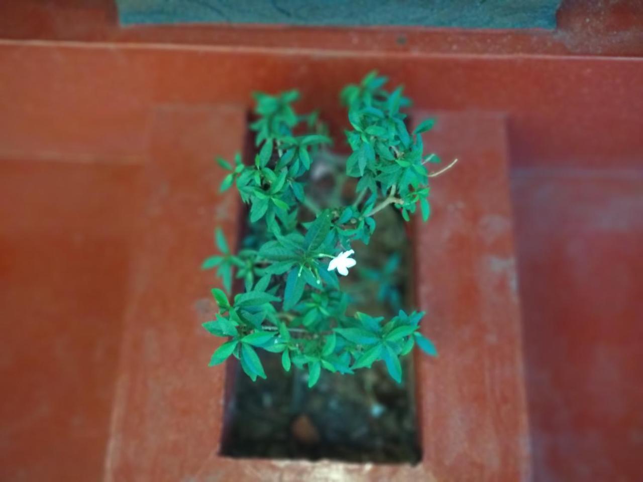 מאראריקולם Marari Adonis Beach Villa מראה חיצוני תמונה